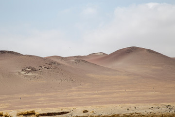 Fototapeta na wymiar National Reserve of Paracas Peru
