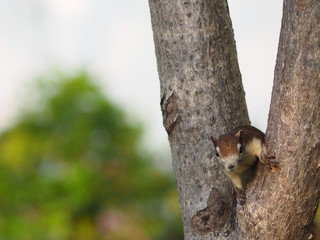 Naklejka na ściany i meble Squirrel climbs on the trunk tree rodent animal