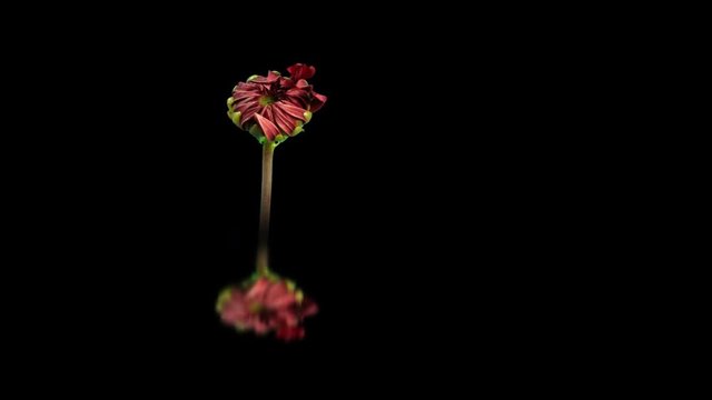 Beautiful Red Dahlia Flower Bloom. Studio Isolated with Water reflection and Copy Space.