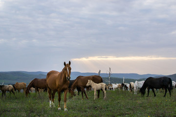 a herd of horses grazing on top of a hill in the sunset