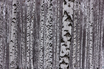 black and white structure of trees in birch grove