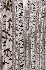 slender birches in the winter park