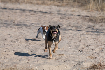 A young dog Jagdterrier Smooth-haired breed walks on a sunny afternoon with a girlfriend on a sandy beach and grass near the water.