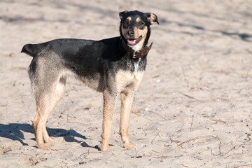A young dog Jagdterrier Smooth-haired breed walks on a sunny afternoon with a girlfriend on a sandy beach and grass near the water.