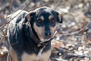 A young dog Jagdterrier Smooth-haired breed walks on a sunny afternoon with a girlfriend on a sandy beach and grass near the water.
