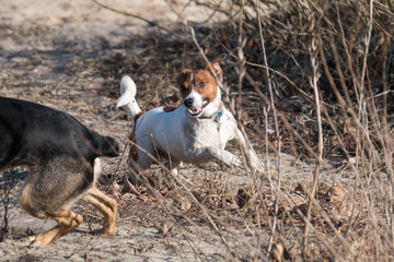 young dog breed Jack Russell on a walk on a sunny afternoon frolics with a girlfriend on a sandy beach and grass near the water