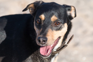A young dog Jagdterrier Smooth-haired breed walks on a sunny afternoon with a girlfriend on a sandy beach and grass near the water.