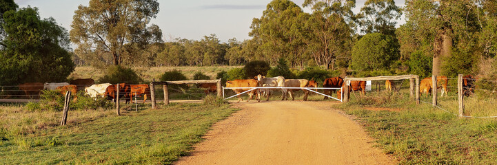Cattle Being Driven Across A Dirt Road