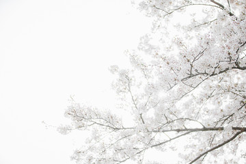 桜（白い背景）