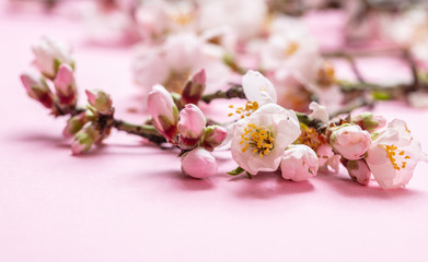 Fototapeta na wymiar Almond blossoms bouquet on pink background, copy space