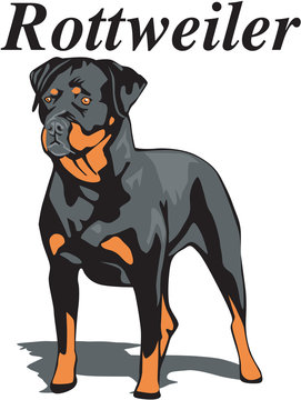 Rottweiler Vector Illustration