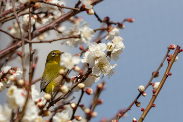 Plum blossoms and Japanese White-eye at Sumida Park, Taito Ward, Tokyo, Japan