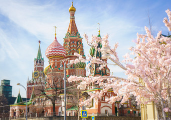 Moscow and St. Basil Cathedral at spring day through flowering tree