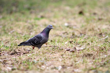 Wild dove walking in the spring meadow