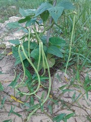Long beans in the garden