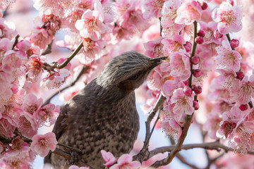 Plum flowers and brown ears of Sumida Park, Taito Ward, Tokyo, Japan
