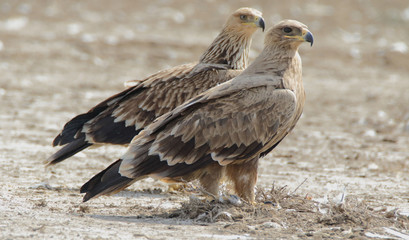 Steppe Eagles visit us from Russia during winters 