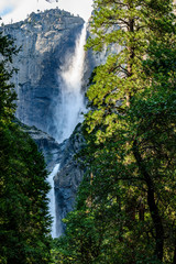 Fototapeta premium Nice view trough the forest up to the Yosemite Falls - Yosemite National Park