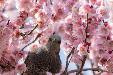 Plum flowers and brown ears of Sumida Park, Taito Ward, Tokyo, Japan
