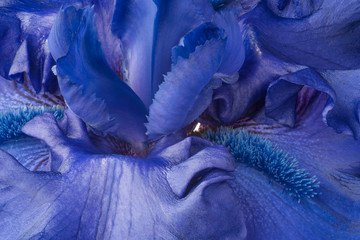 iris flower backgrounds