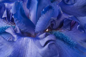 Tuinposter iris flower backgrounds © _Vilor