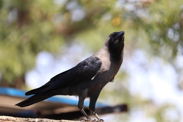 crow on branch