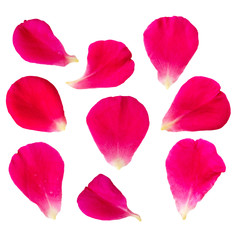 Red rose petals set collection isolated on white background with clipping path