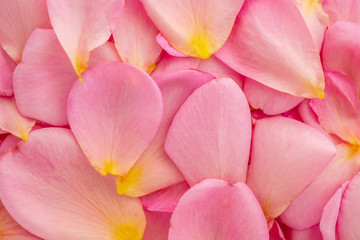 beautiful pink rose petals for Valentines day background top view