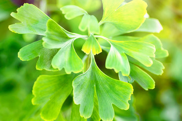 Gingko biloba leaves in nature with sunshine.Green leaves of dingo tree.