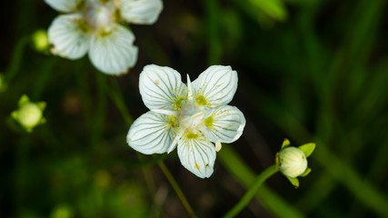 Flower bog-star, grass of Parnassus or Parnassia palustris close-up, selective focus, shallow DOF