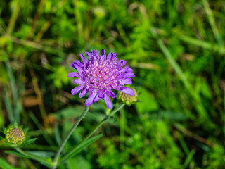 Fototapeta premium Flower of Field Scabious, Knautia Arvensis, with bokeh background macro, selective focus, shallow DOF