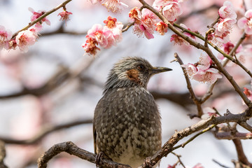 Plum flowers and brown ears of Sumida Park, Taito Ward, Tokyo, Japan