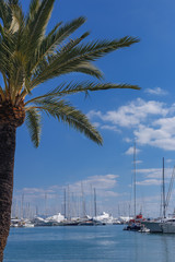 Fototapeta na wymiar beautiful palm tree on the background of yachts in the port of the Spanish city of Palma de Mallorca