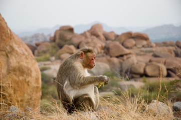 Cute big monkey eating banana in the wild on the background of natural stones