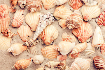 Seashells on the sand, summer beach background, travel concept .