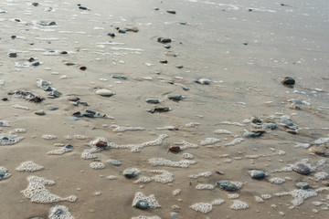 Baltic sea coastline.