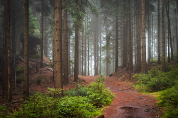 A rock guards the path in a misty, rainy forest.