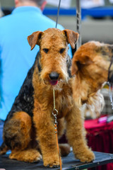 Airedale Terrier dog (1.2 year old)