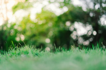 green grass background