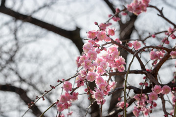 Plum blossoms at Sumida Park, Taito Ward, Tokyo, Japan