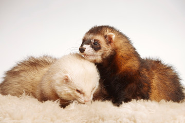 Pet and friend - Ferret couple posing in studio