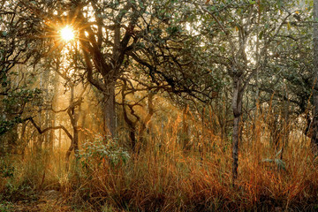 Fototapeta na wymiar Sun ray through the forest