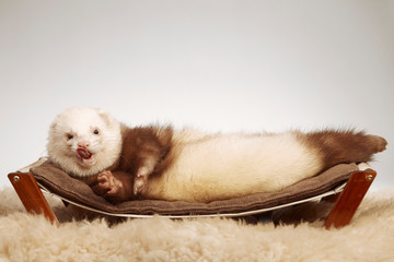 Cute ferret male relaxing on sofa