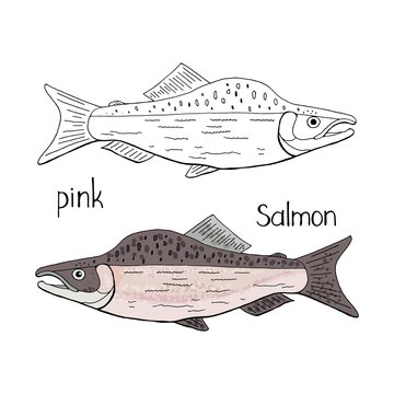 Hand drawn pink salmon fish  black and white and color isolated on white background. Vector pink salmon fish