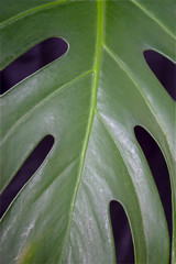 green fresh plants, leaves pattern