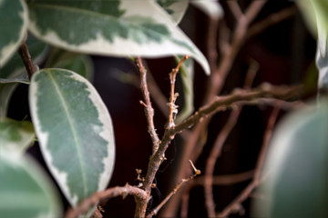green fresh plants, leaves pattern