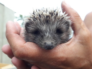  Wild hedgehog