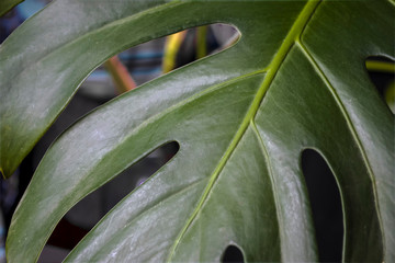 green fresh plants, leaves pattern