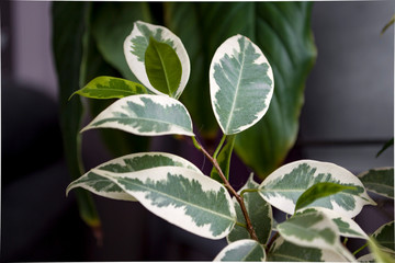 green fresh plants, leaves pattern