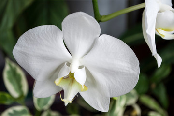 green fresh plants, leaves pattern